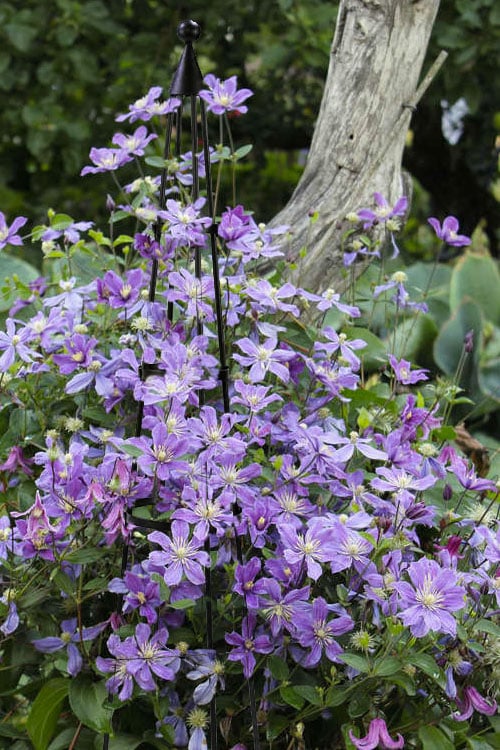  Arabella Clematis - 1 Gallon Pot 