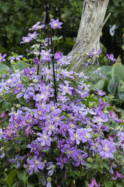  Arabella Clematis - 1 Gallon Pot