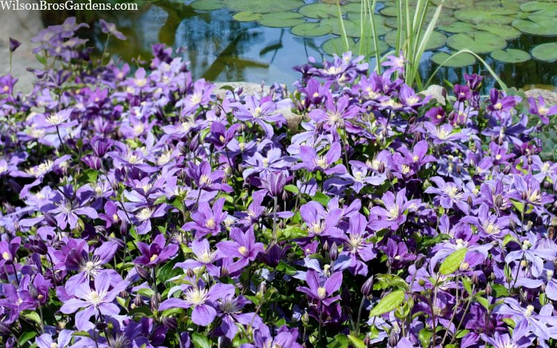  Arabella Clematis - 1 Gallon Pot 