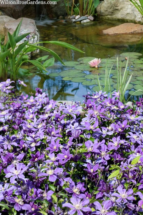  Arabella Clematis - 1 Gallon Pot 
