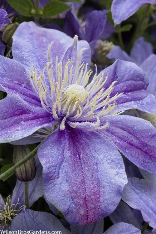  Arabella Clematis - 1 Gallon Pot 
