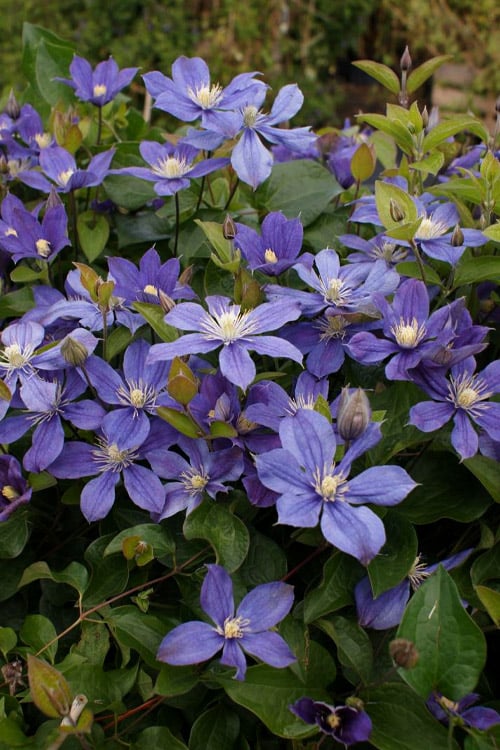  Arabella Clematis - 1 Gallon Pot 