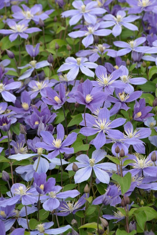  Arabella Clematis - 1 Gallon Pot 
