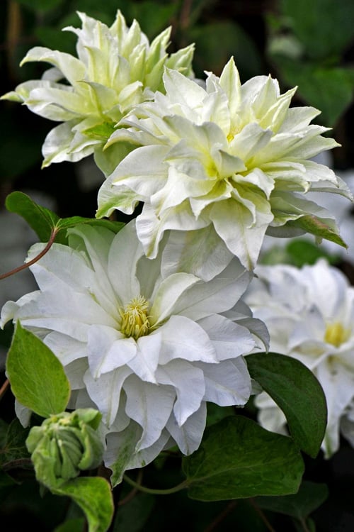  Arctic Queen Clematis - 1 Gallon Pot