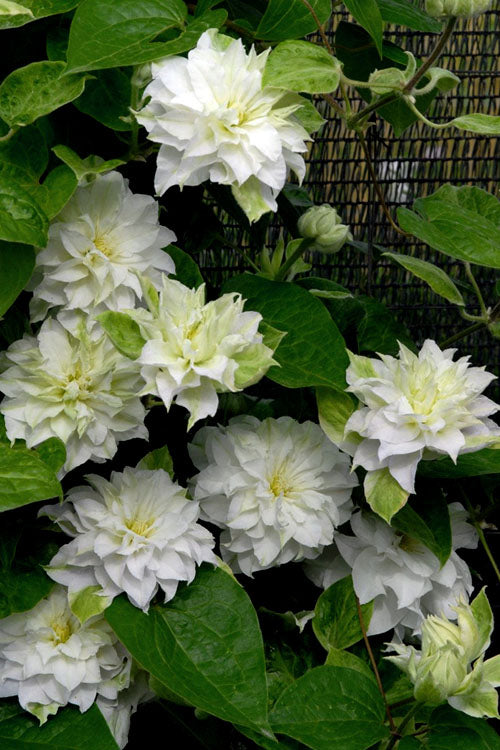  Arctic Queen Clematis - 1 Gallon Pot