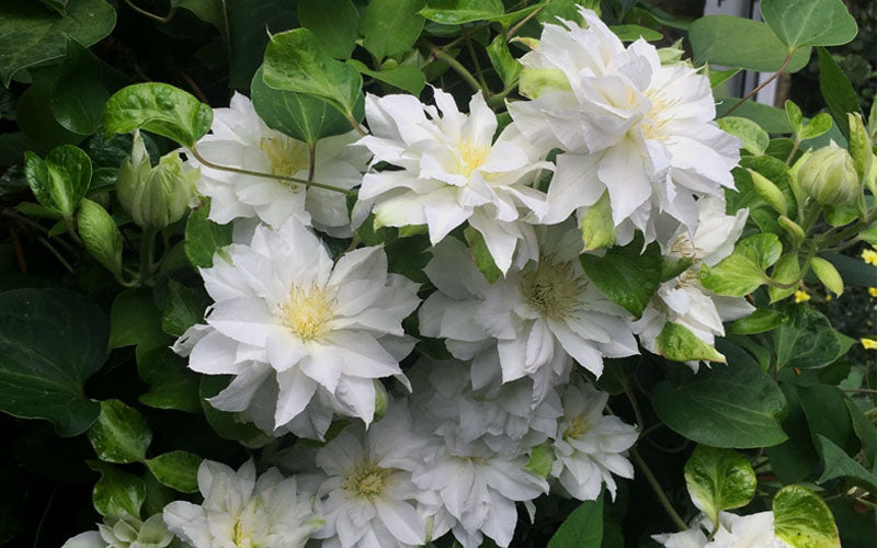  Arctic Queen Clematis - 1 Gallon Pot