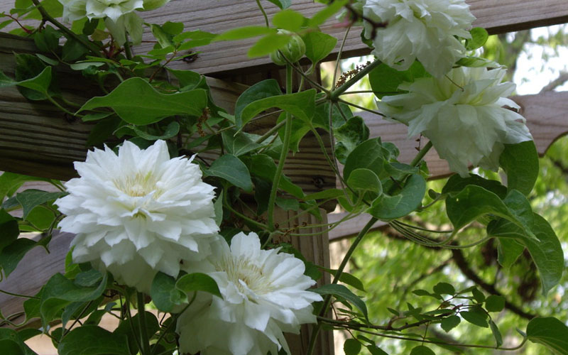 Arctic Queen Clematis - 1 Gallon Pot