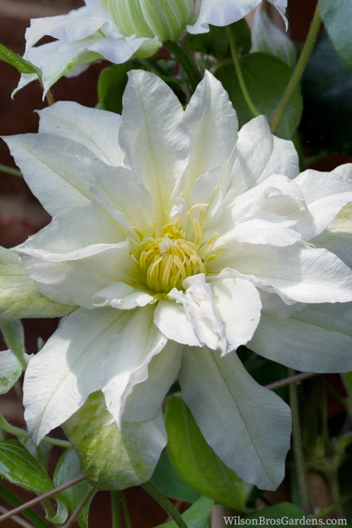  Arctic Queen Clematis - 1 Gallon Pot