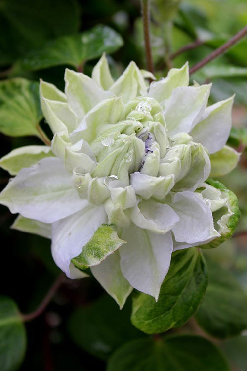  Arctic Queen Clematis - 1 Gallon Pot