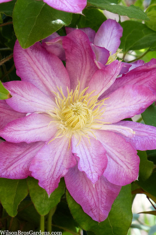 Asao Clematis - 1 Gallon Pot