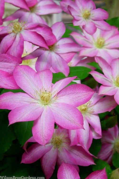  Asao Clematis - 1 Gallon Pot