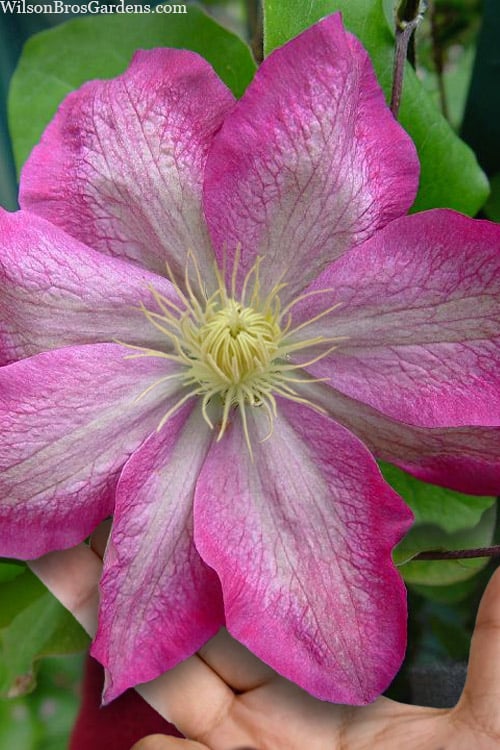  Asao Clematis - 1 Gallon Pot