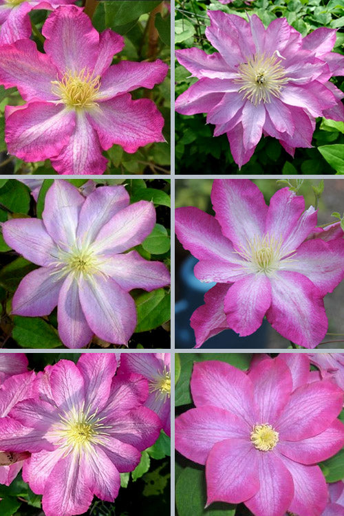  Asao Clematis - 1 Gallon Pot
