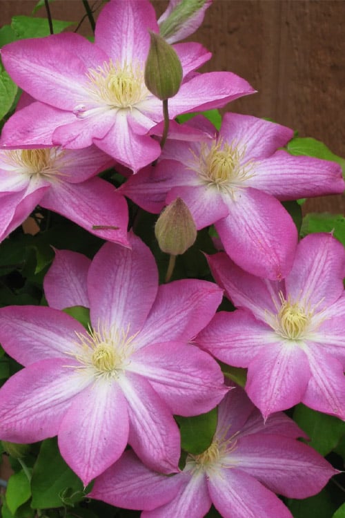  Asao Clematis - 1 Gallon Pot