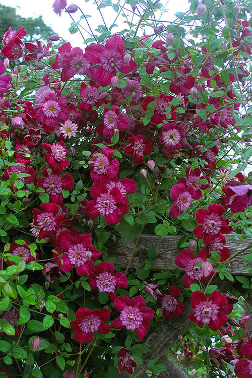  Avant-Garde Clematis - 1 Gallon Pot