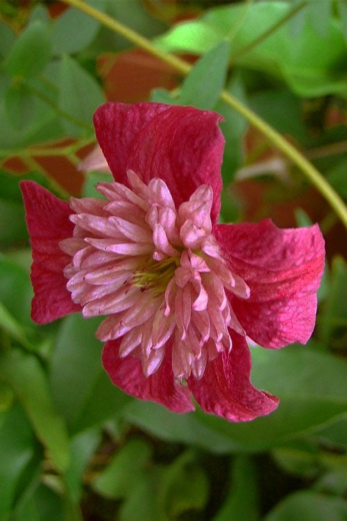  Avant-Garde Clematis - 1 Gallon Pot