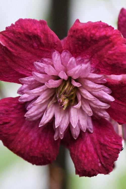  Avant-Garde Clematis - 1 Gallon Pot
