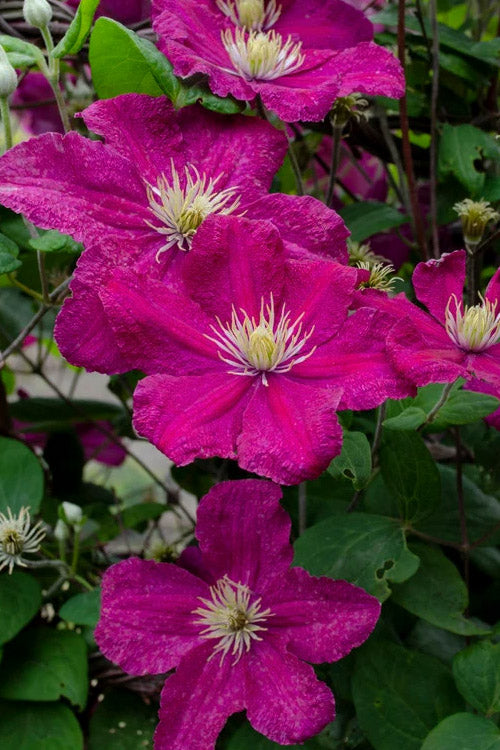  Barbara Harrington Clematis - 1 Gallon Pot