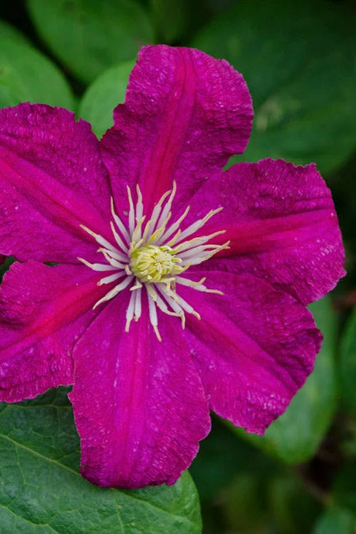  Barbara Harrington Clematis - 1 Gallon Pot