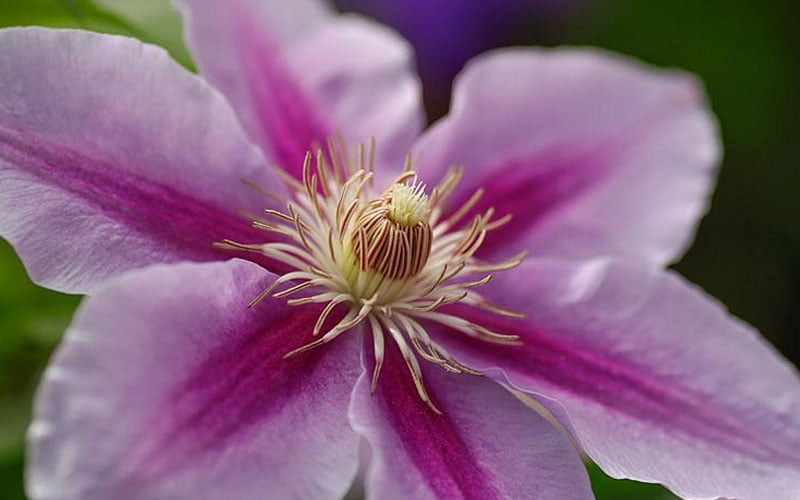  Bees Jubilee Clematis - 1 Gallon Pot