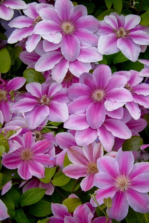  Bees Jubilee Clematis - 1 Gallon Pot