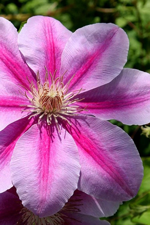  Bees Jubilee Clematis - 1 Gallon Pot