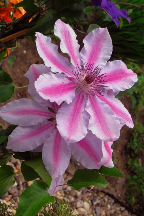  Bees Jubilee Clematis - 1 Gallon Pot