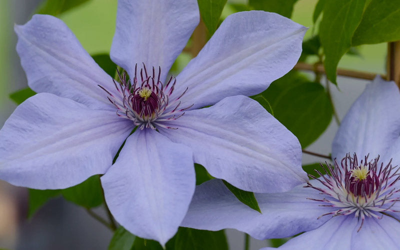  Bernadine Clematis - 1 Gallon Pot