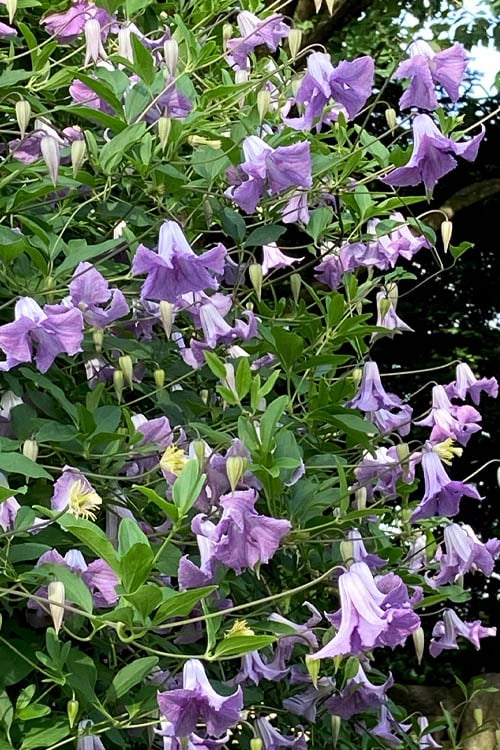  Betty Corning Clematis - 1 Gallon Pot