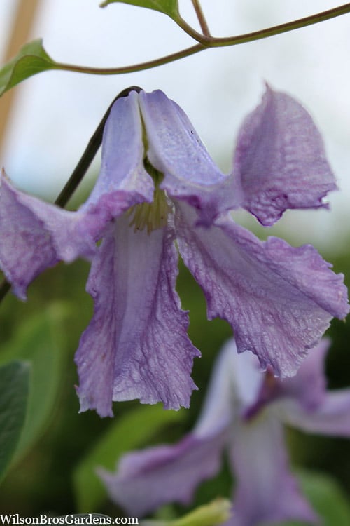  Betty Corning Clematis - 1 Gallon Pot