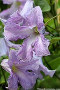  Betty Corning Clematis - 1 Gallon Pot