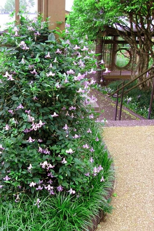  Betty Corning Clematis - 1 Gallon Pot