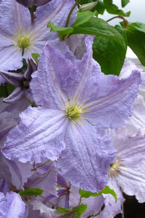  Blue Angel Clematis - 1 Gallon Pot