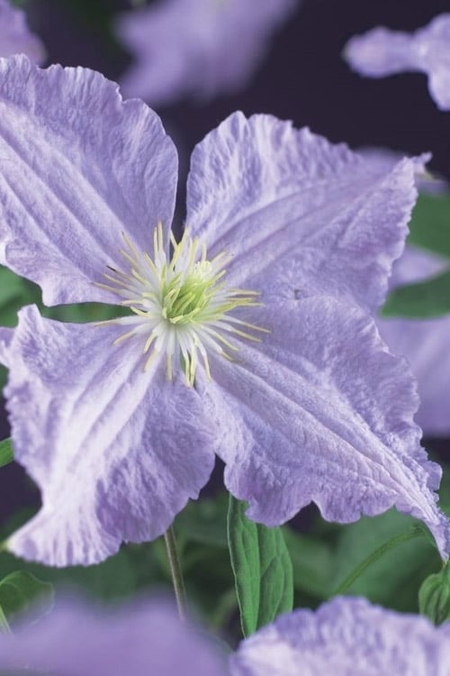  Blue Angel Clematis - 1 Gallon Pot