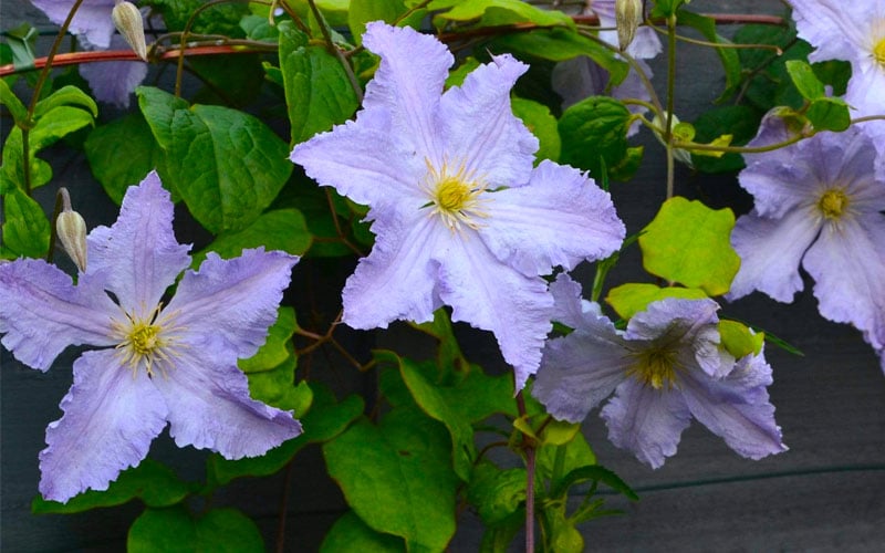  Blue Angel Clematis - 1 Gallon Pot
