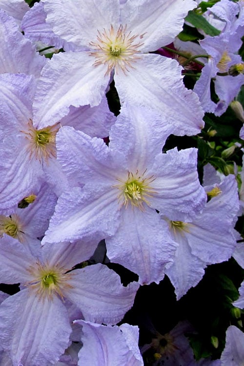  Blue Angel Clematis - 1 Gallon Pot