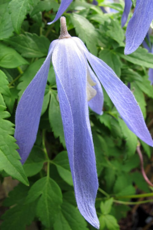  Blue Dancer Clematis - 1 Gallon Pot