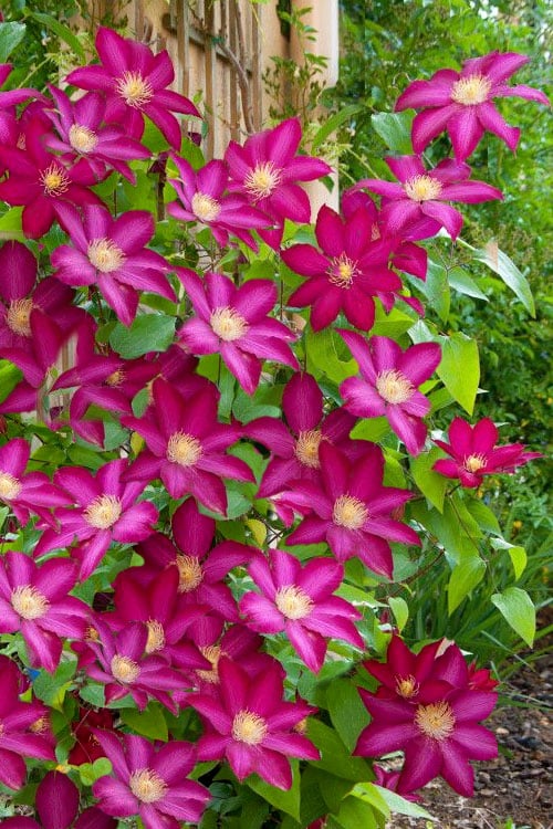  Bourbon Clematis - 1 Gallon Pot