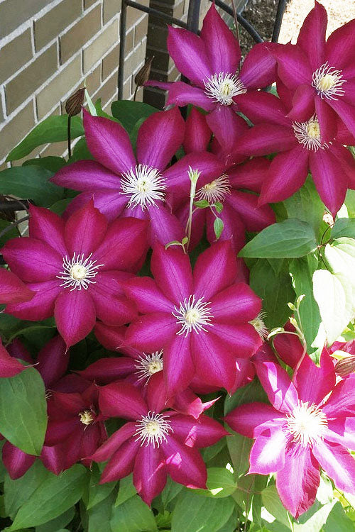  Bourbon Clematis - 1 Gallon Pot