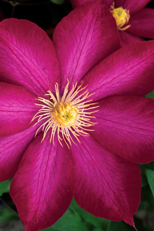  Bourbon Clematis - 1 Gallon Pot