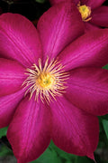  Bourbon Clematis - 1 Gallon Pot