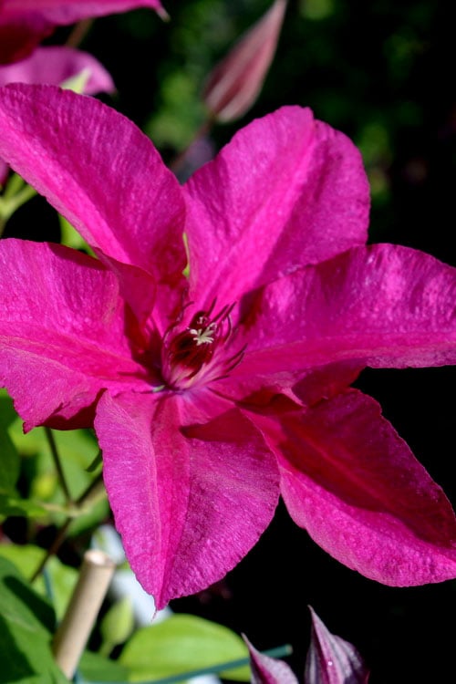  Cardinal Wyszynski Clematis - 1 Gallon Pot