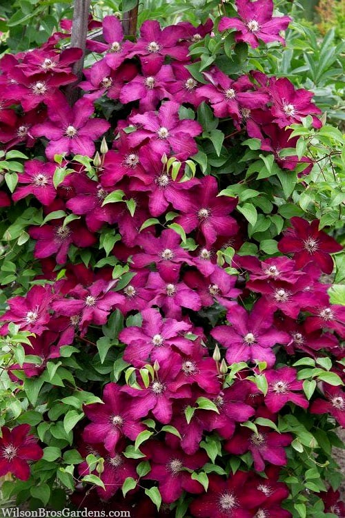  Cardinal Wyszynski Clematis - 1 Gallon Pot