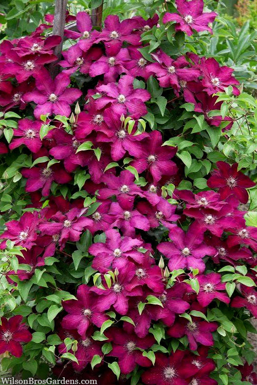  Cardinal Wyszynski Clematis - 1 Gallon Pot