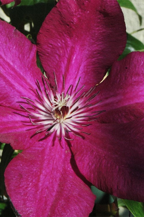  Cardinal Wyszynski Clematis - 1 Gallon Pot