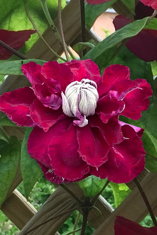  Charmaine Clematis - 1 Gallon Pot