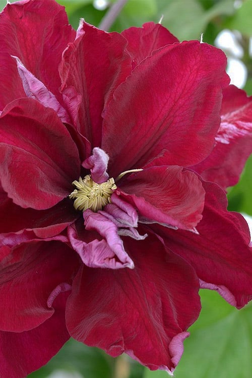  Charmaine Clematis - 1 Gallon Pot