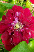  Charmaine Clematis - 1 Gallon Pot