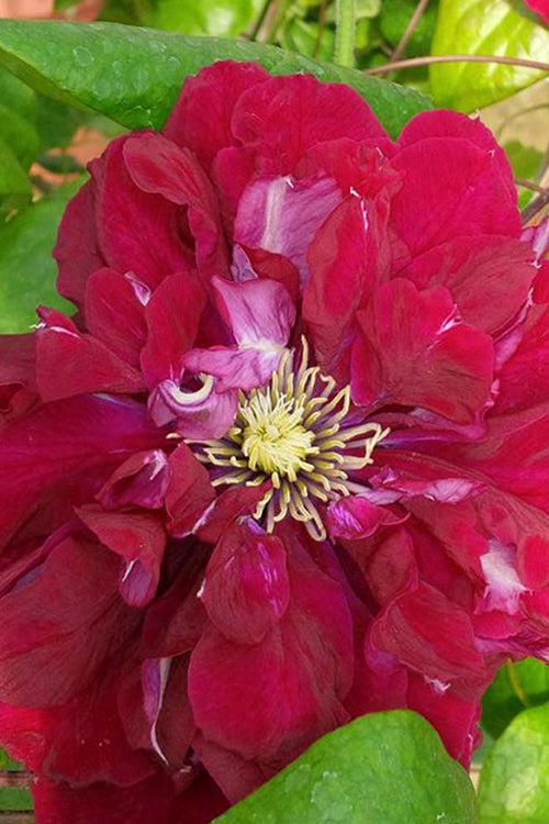  Charmaine Clematis - 1 Gallon Pot