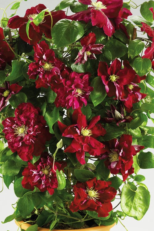  Charmaine Clematis - 1 Gallon Pot